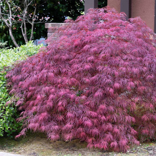 'Red Dragon' Japanese Laceleaf Maple