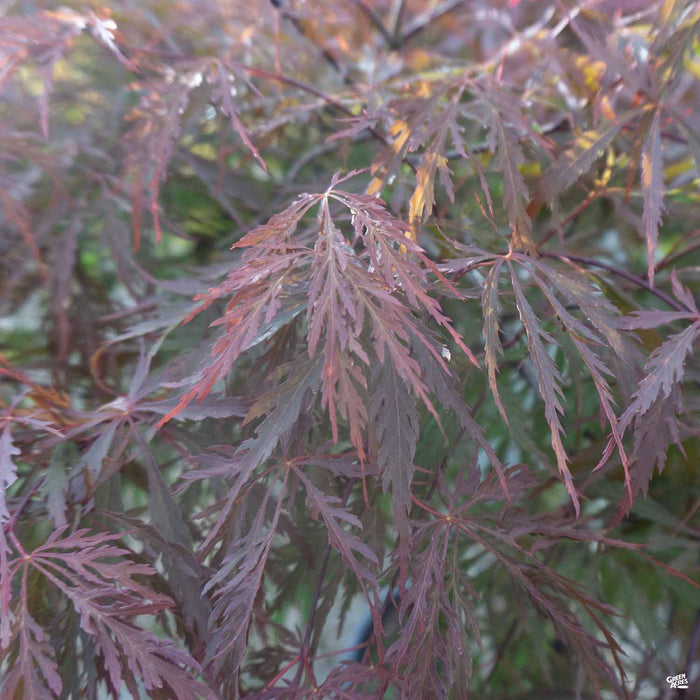 'Red Dragon' Japanese Laceleaf Maple