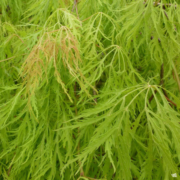 ビリヤード maple leaf Acer_Laceleaf_ViridisDetail_60