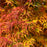 Mikawa Yatsubusa Dwarf Japanese Maple Fall Colors