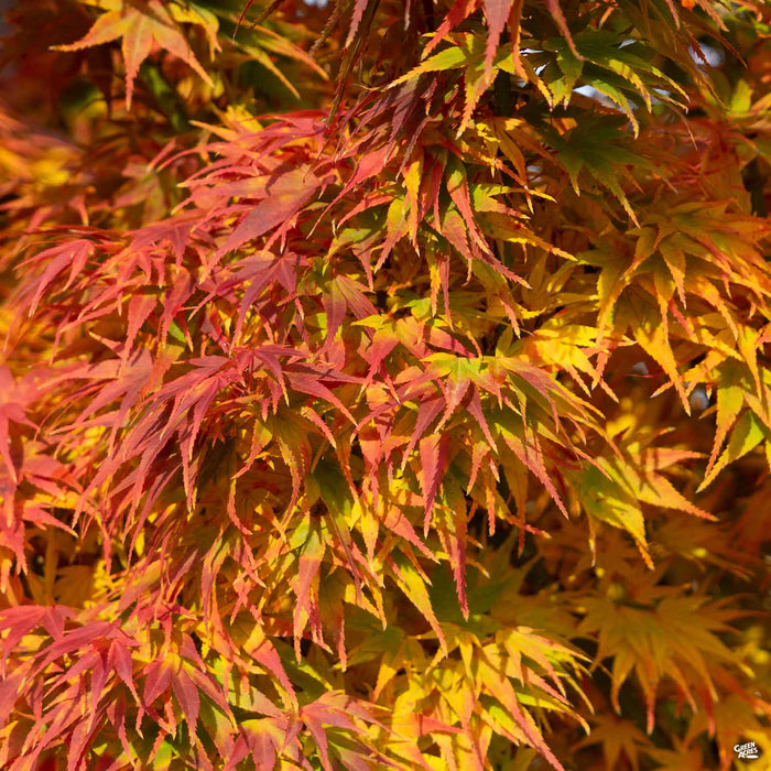 Mikawa Yatsubusa Dwarf Japanese Maple Fall Colors