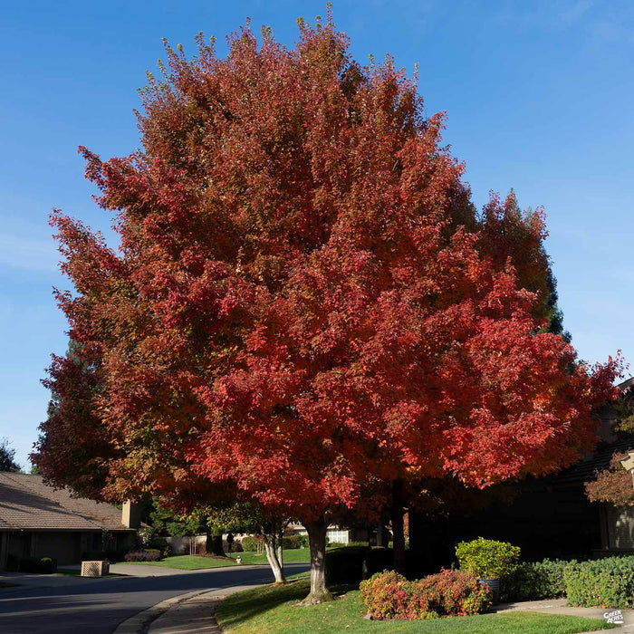 Fall colors of Red Maple 'October Glory'