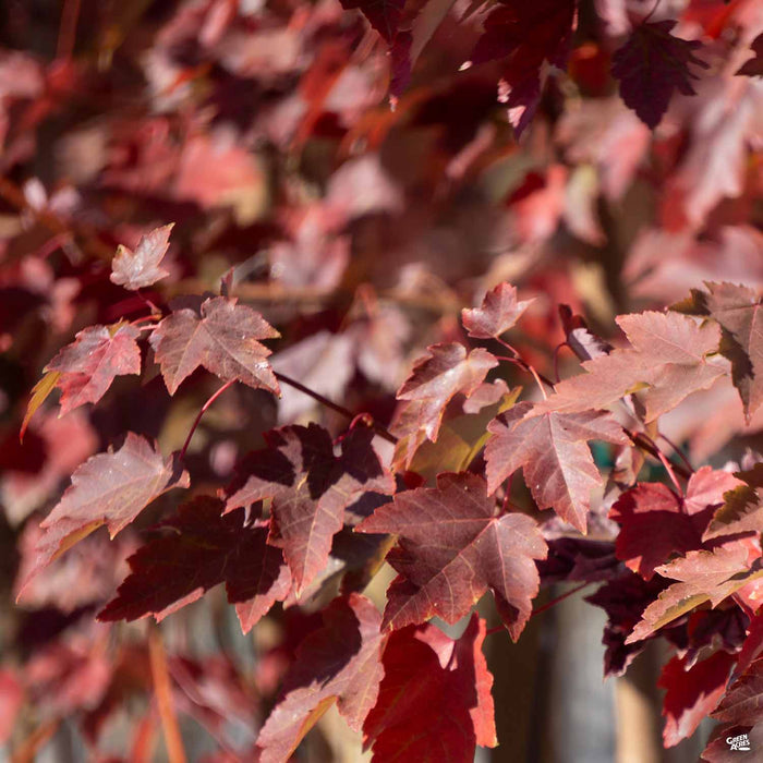 Fall colors of Red Maple 'October Glory'