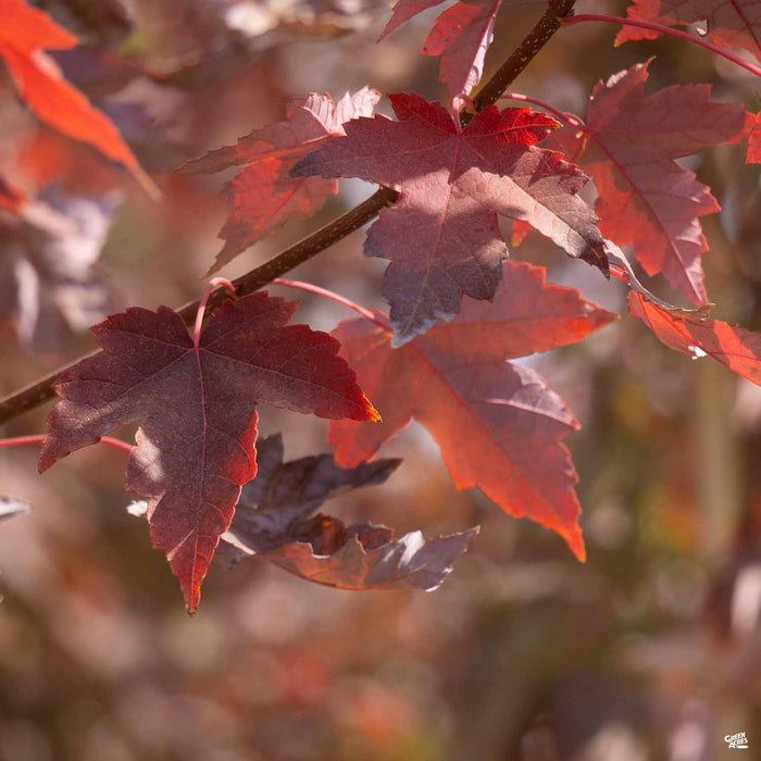 Red Maple 'Redpointe' Leaf