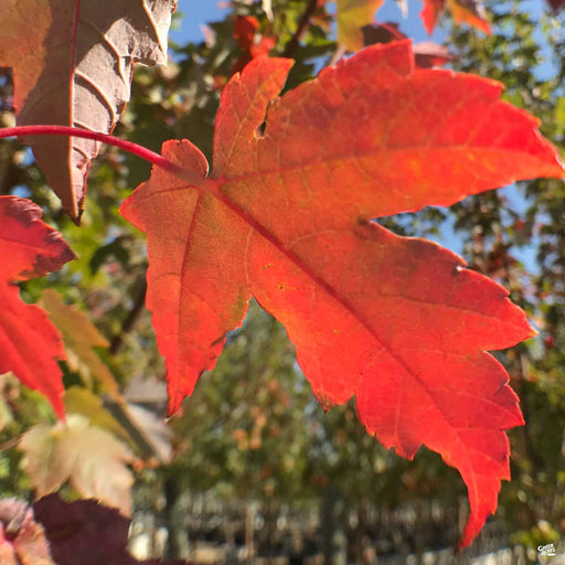 Red Maple 'Redpointe' Leaf