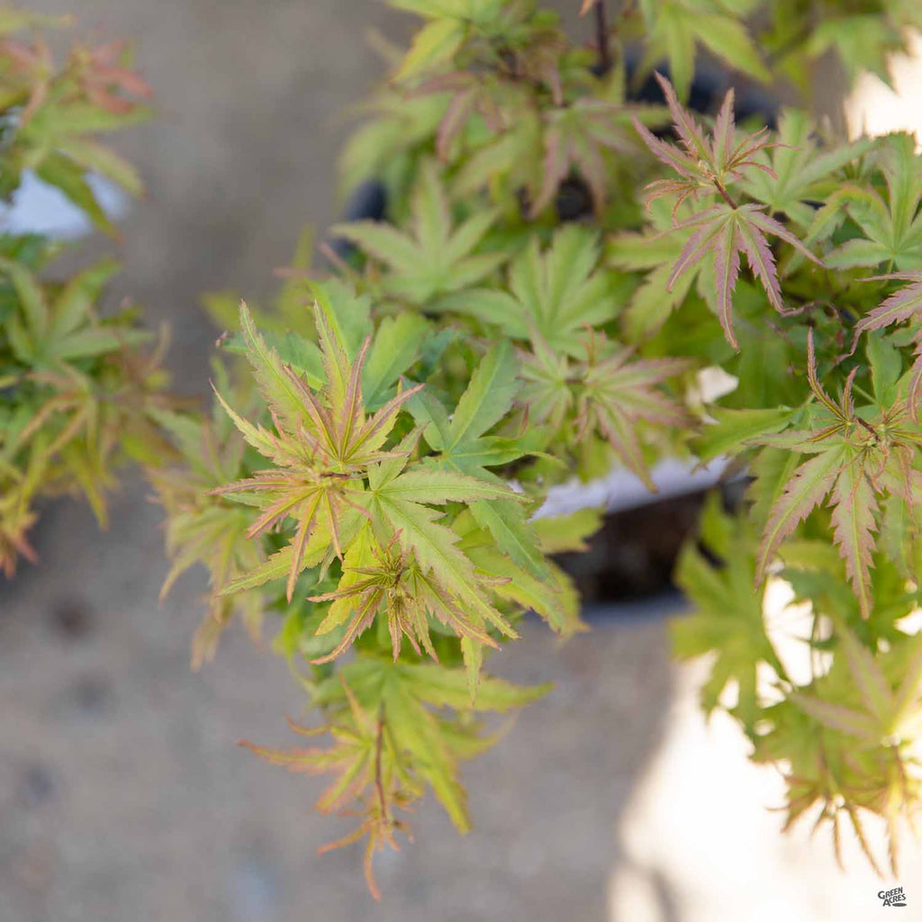 Maple Sharpkeys Japanese Maple 'Sharp's Pygmy' — Green Acres Nursery & Supply