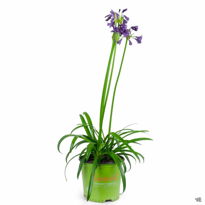 Agapanthus 'Ever Amethyst' 01T size