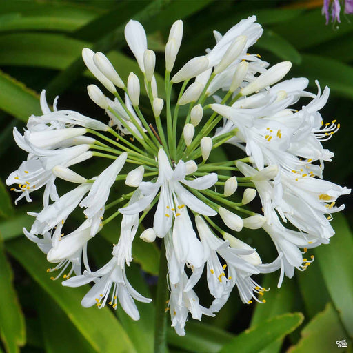 Lily of the Nile 'Ever White'