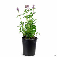 Agastache — Green Acres Nursery & Supply