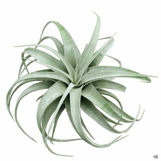 plantaflor air plant food Xerographica — Green Acres Nursery & Supply