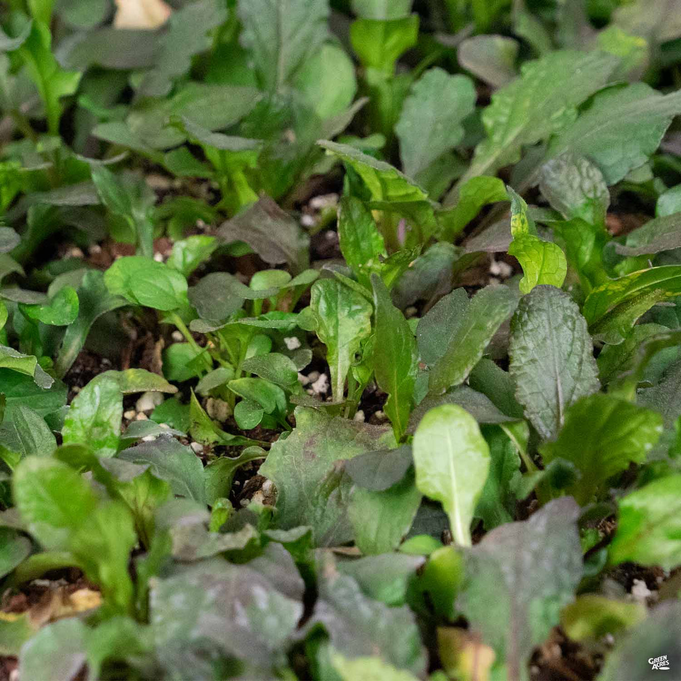 Perennials That Like A Little Shade