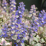 Ajuga 'Burgundy Glow' — Green Acres Nursery & Supply