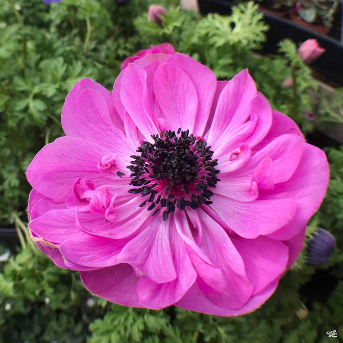 Poppy-Flowered Anemone - Pink