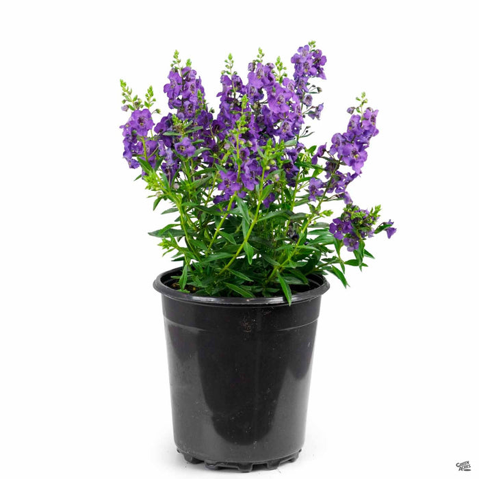 Angelonia Carita 'Purple' 1 gallon