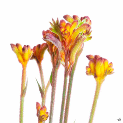 Anigozanthus Kangaroo Paw 'Pot-A-Roo'