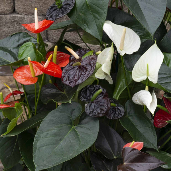 anthurium lentii Flamingo Lily — Green Acres Nursery & Supply