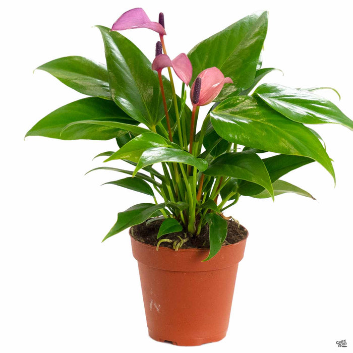 anthurium andraeanum purple Flamingo Lily — Green Acres Nursery & Supply