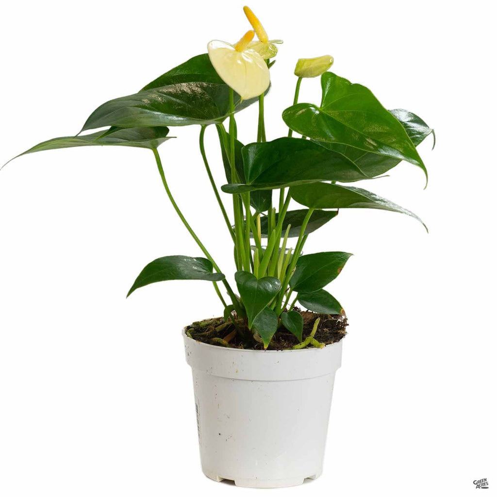 Flamingo Lily — Green Acres Nursery & Supply