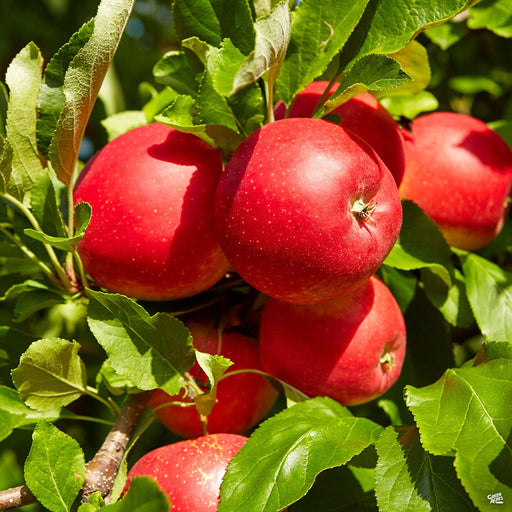 Apple 'Fuji', Dwarf — Green Acres Nursery & Supply