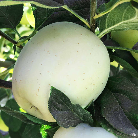 White Apple Fruit