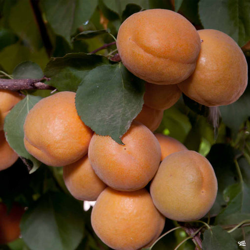 Apricot 'Brittany Gold'