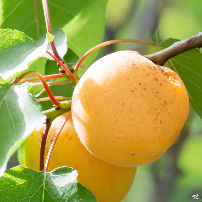Apricot 'Harcot'