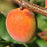 Apricot 'Katy'