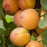 Aprium Interspecific Apricot 'Flavor Delight'