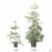 Coastal Redwood 'Aptos Blue' Side by side comparison of 5 gallon and 15 gallon