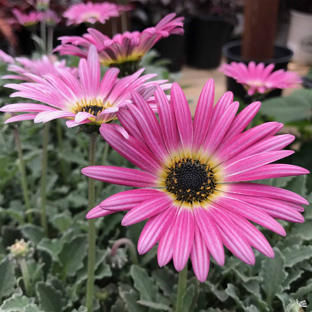 Arctotis — Green Acres Nursery & Supply