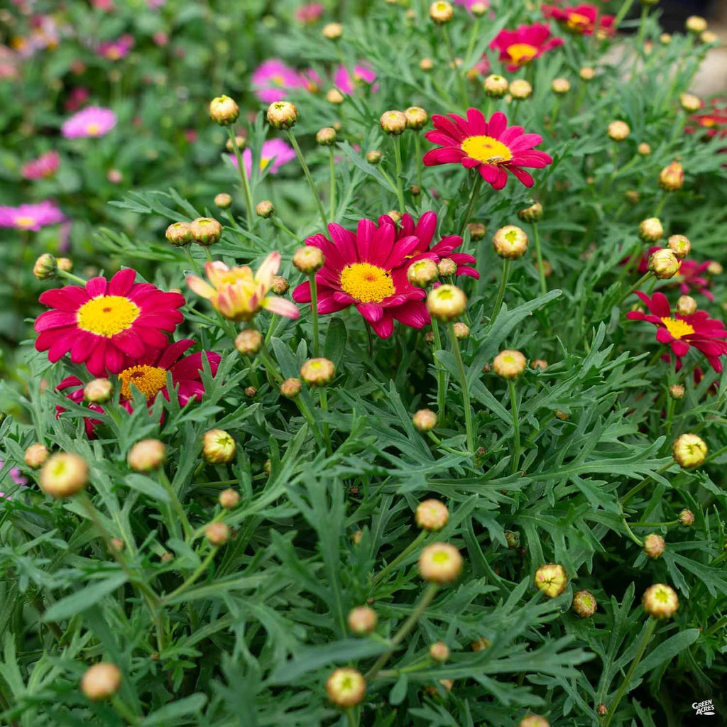 Marguerite Daisy Tree