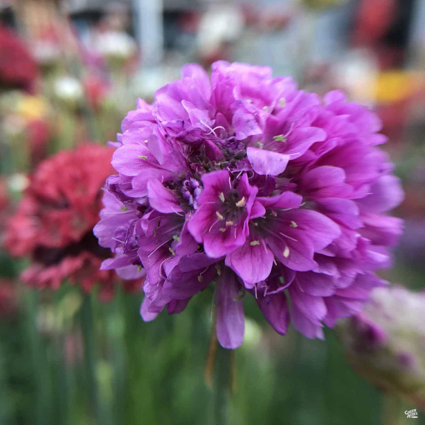 Sea Thrift