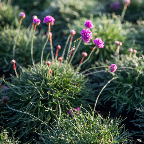 Sea Thrift Pink — Green Acres Nursery & Supply