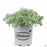 Artemisia 'Silver Mound' 1 gallon