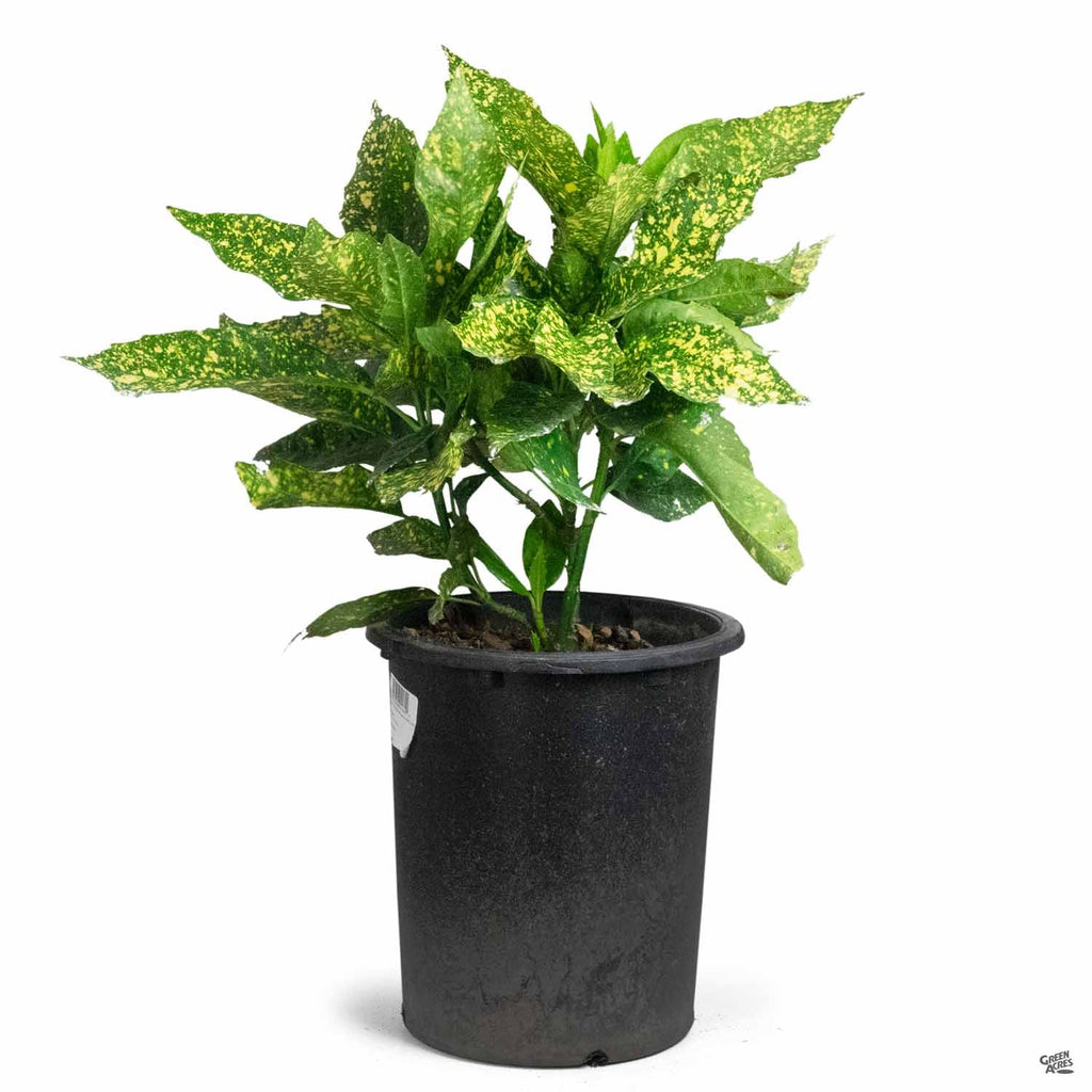 aglaonema gold dust Gold Dust Plant — Green Acres Nursery & Supply
