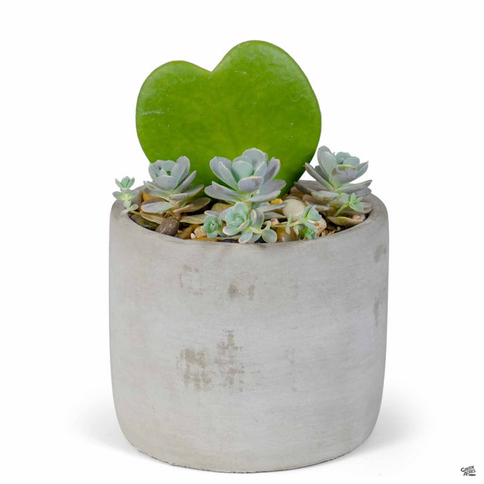 cylinder succulent Cylinder Plant Vessel — Green Acres Nursery & Supply