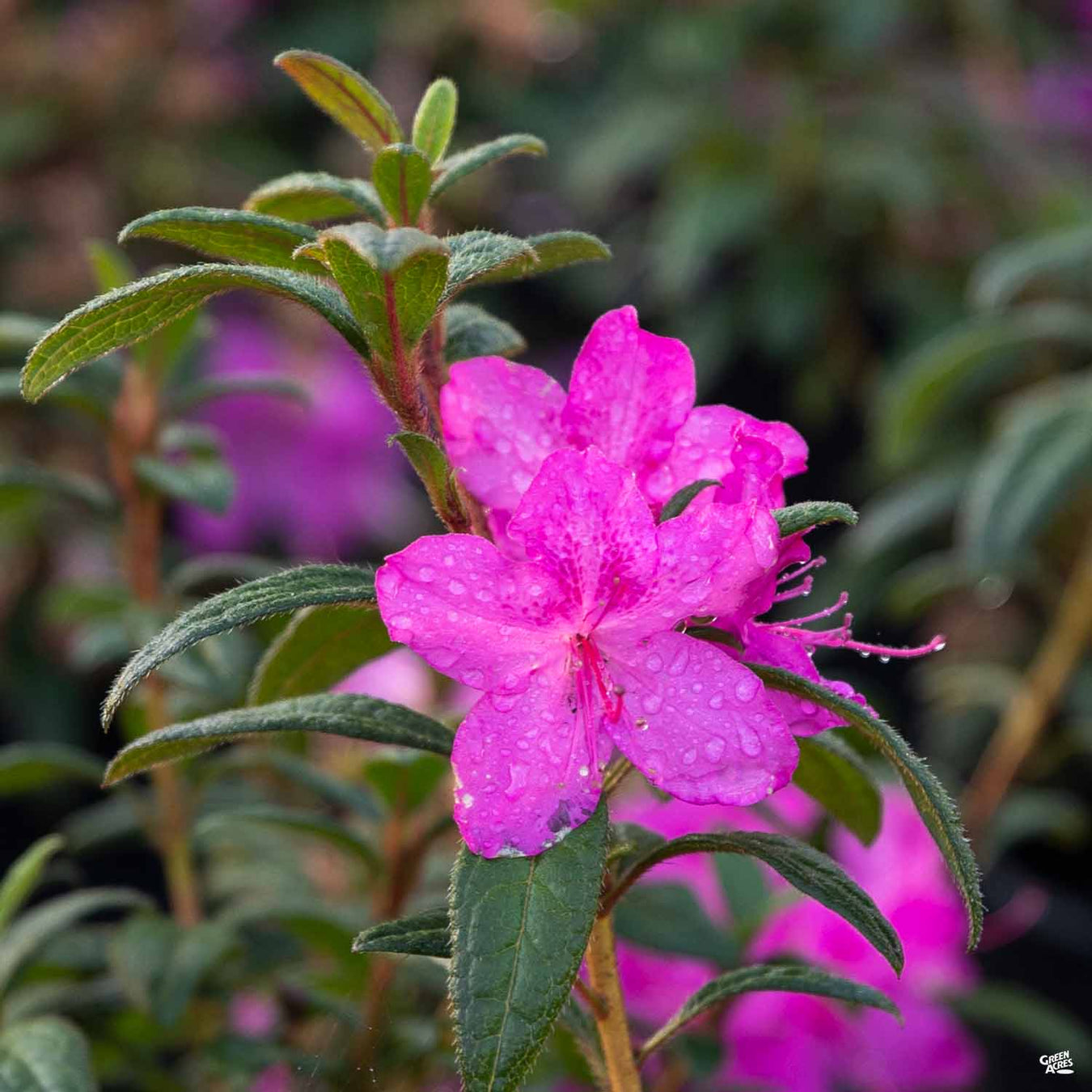 Encore® Azalea