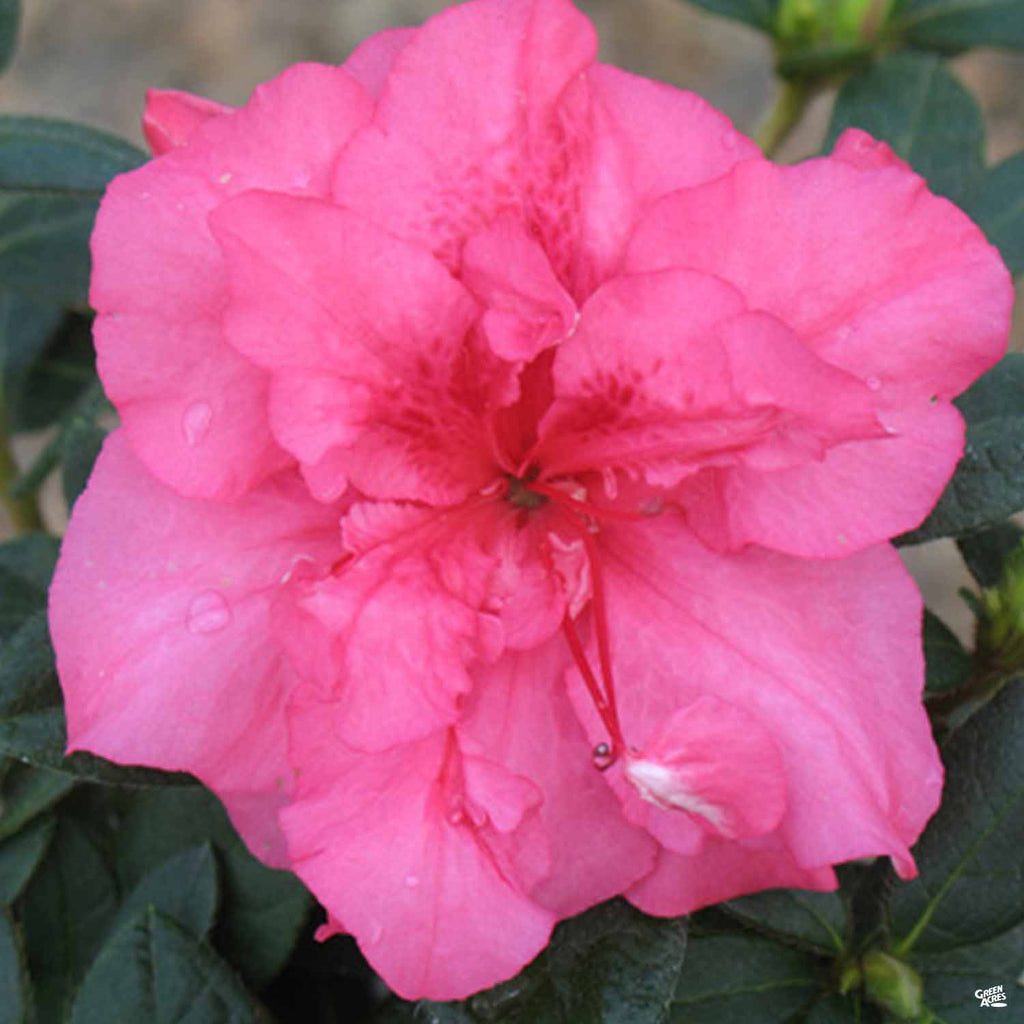 Azalea Botma Encore Azalea Rouge