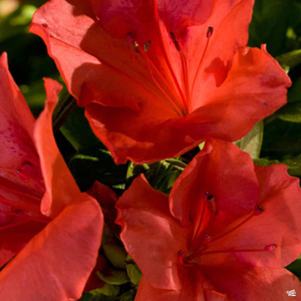 Azalea Sunset Encore® Azalea Autumn Sunset® — Green Acres Nursery & Supply