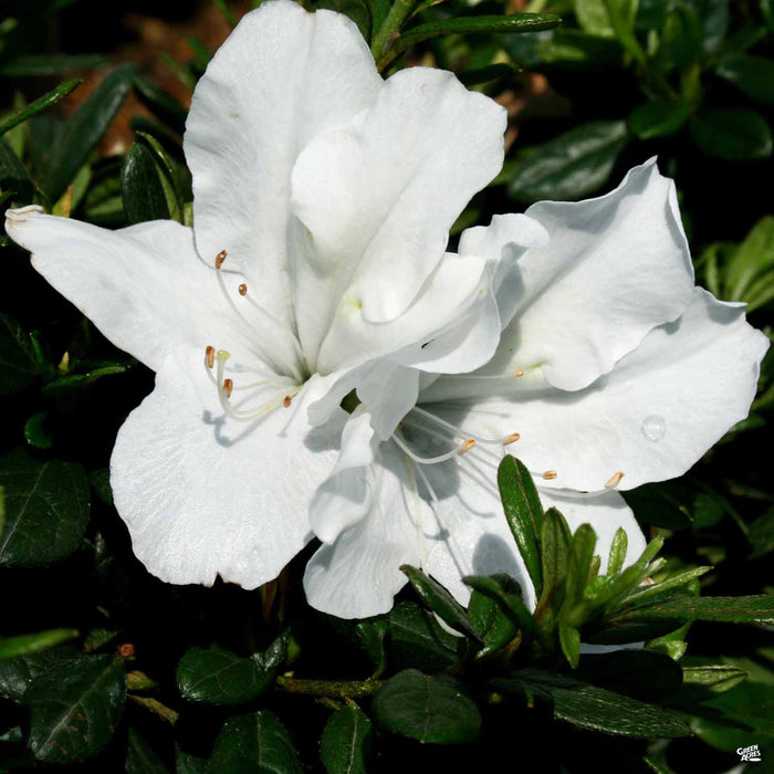 Azalea Bloom-A-Thon White