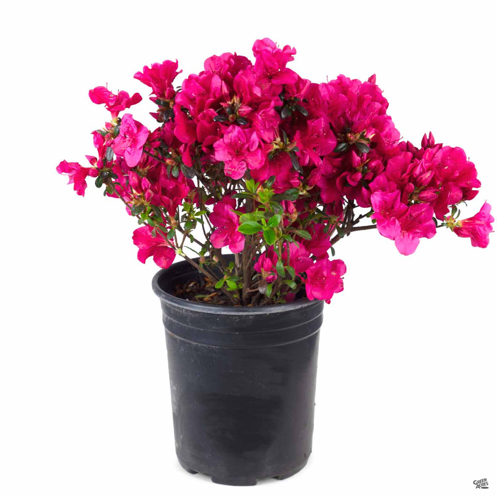 Azalea 'Cherry Drops' — Green Acres Nursery & Supply