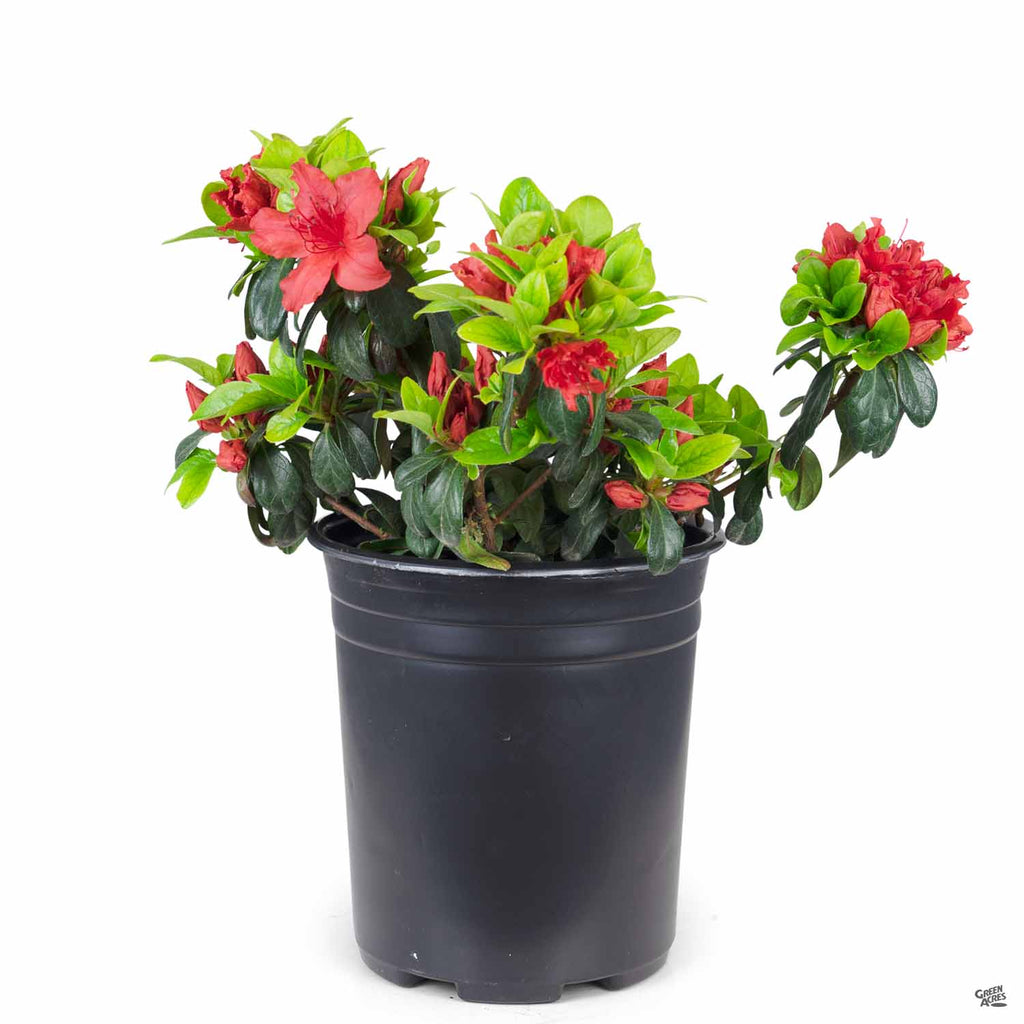 Azalea 'Girard's Hot Shot' — Green Acres Nursery & Supply