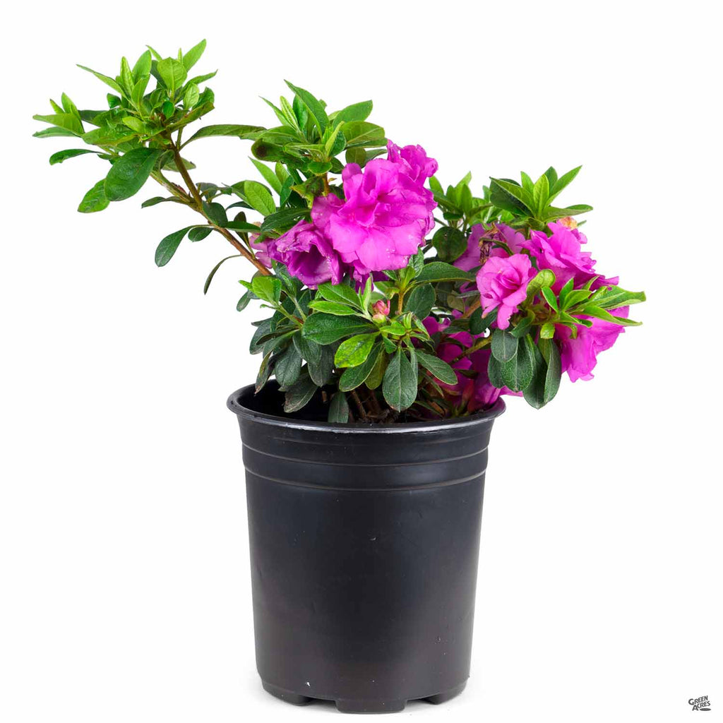 Azalea 'Happy Days' — Green Acres Nursery & Supply