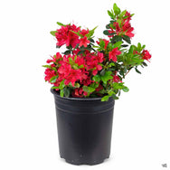 Azalea 'Hino Crimson' — Green Acres Nursery & Supply