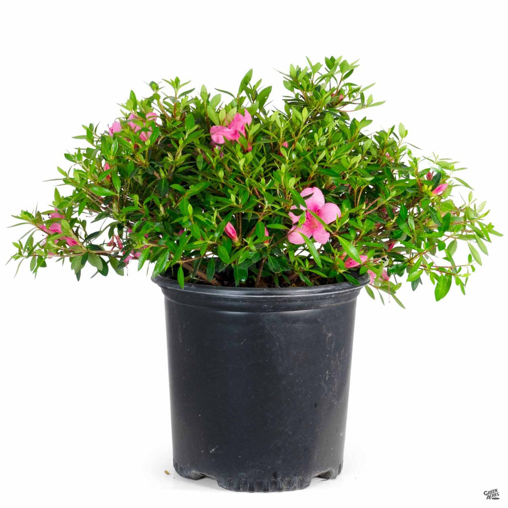 Azalea 'Oku' — Green Acres Nursery & Supply