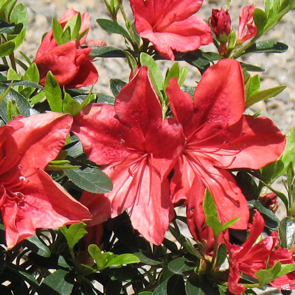Azalea_OrangeDelight_600x600.
