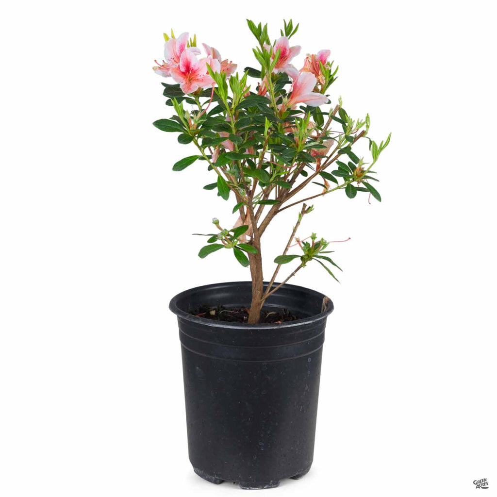 Azalea 'Pink Lace' — Green Acres Nursery & Supply