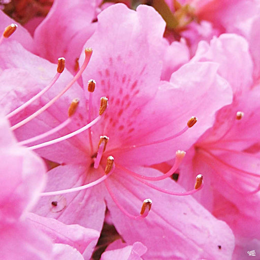 Azalea ReBLOOM Pink Adoration
