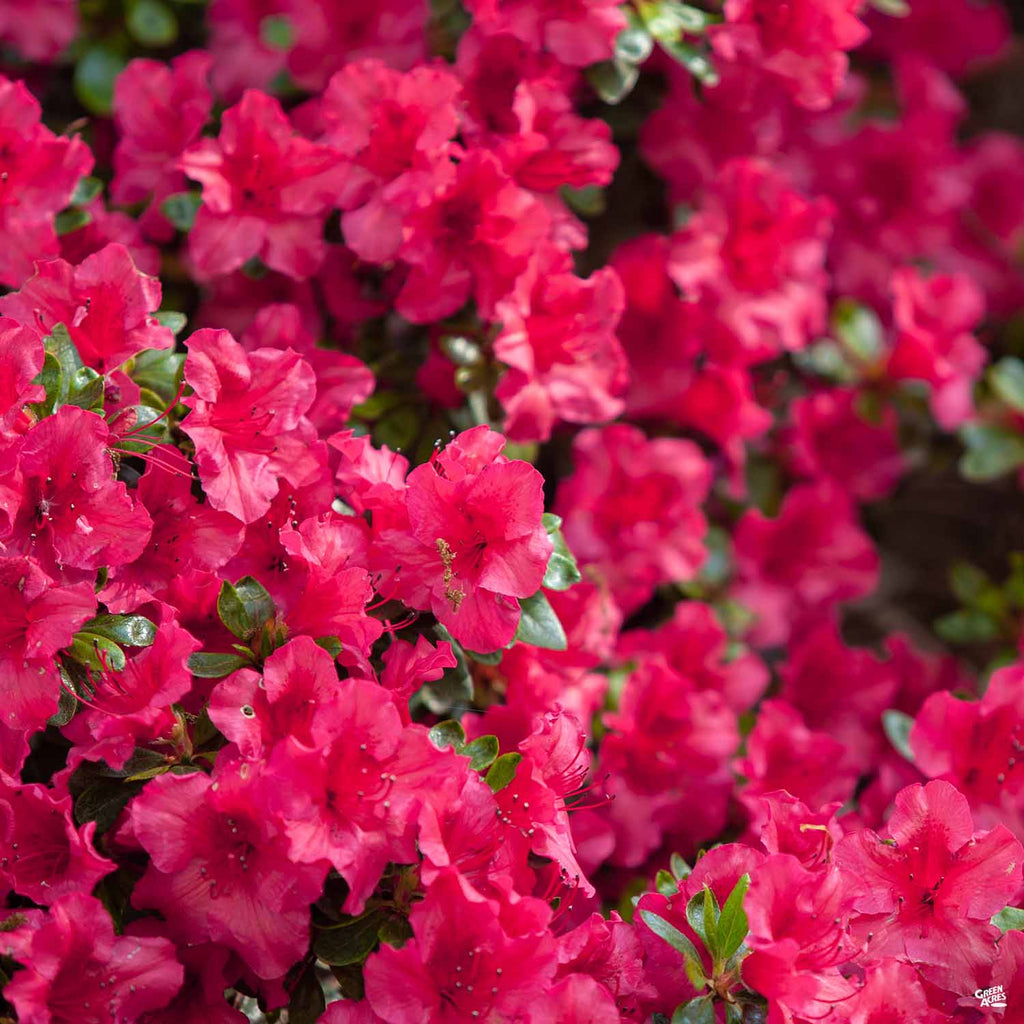Azalea 'Red Ruffles' — Green Acres Nursery & Supply