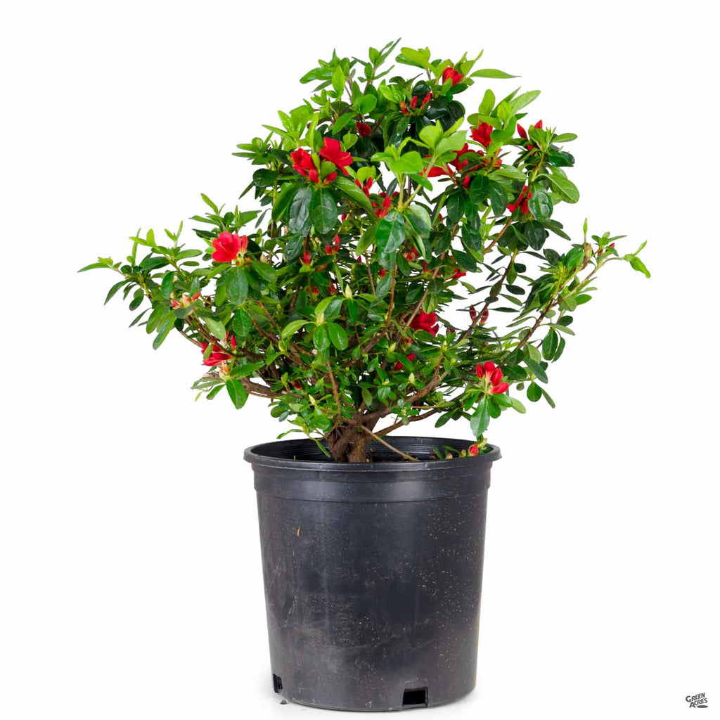 Azalea 'Ward's Ruby' — Green Acres Nursery & Supply